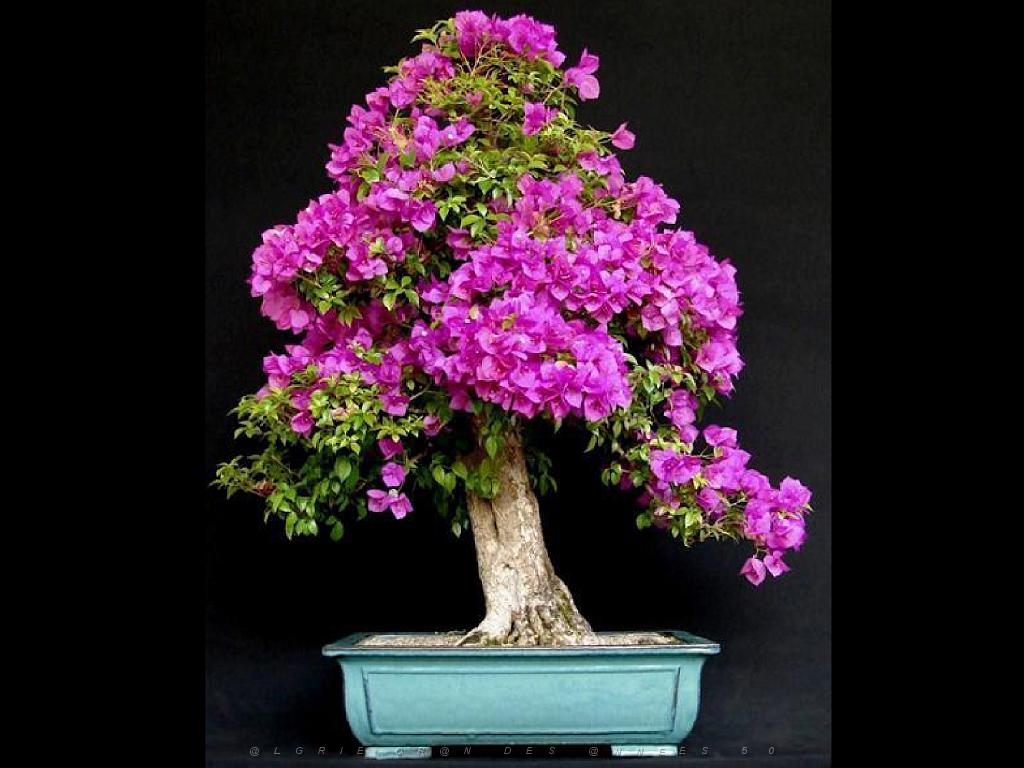 149 BONZAI A MAULEVRIER 2016_000009.jpg